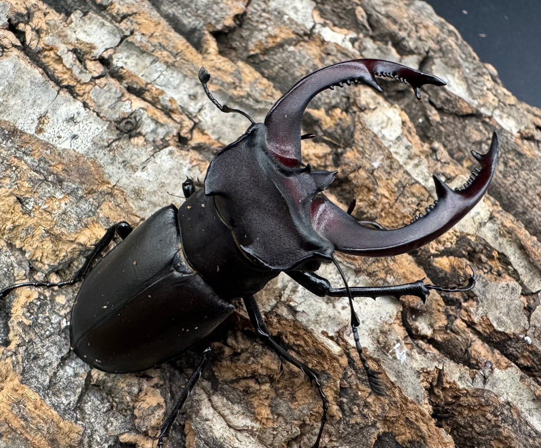 《ユダイクスミヤマ 68mm ペア》