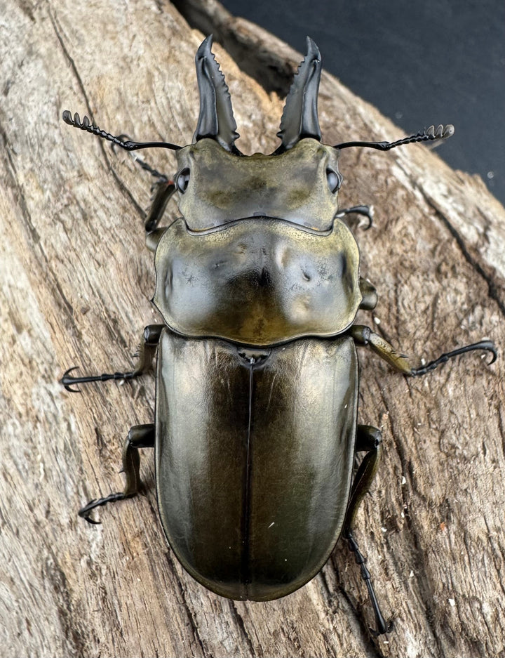 《ローゼンベルグオウゴンオニクワガタ 58mm ♂単》