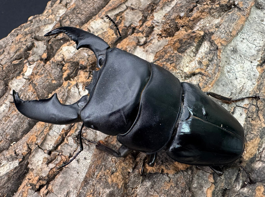 《スマトラオオヒラタ アチェ産 100mm ペア》