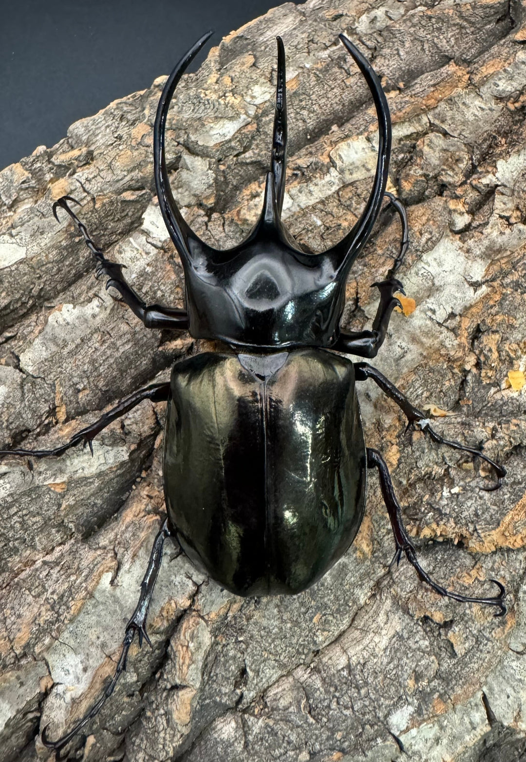 【WD】《ジャワコーカサスオオカブト 101mm ペア》