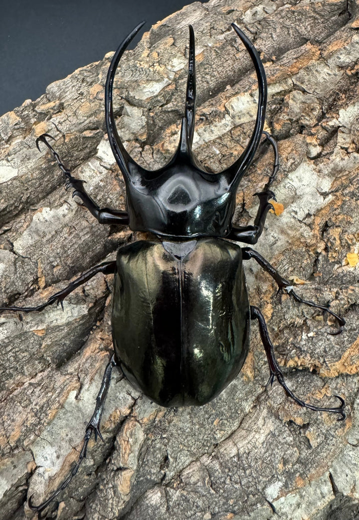 【WD】《ジャワコーカサスオオカブト 101mm ペア》