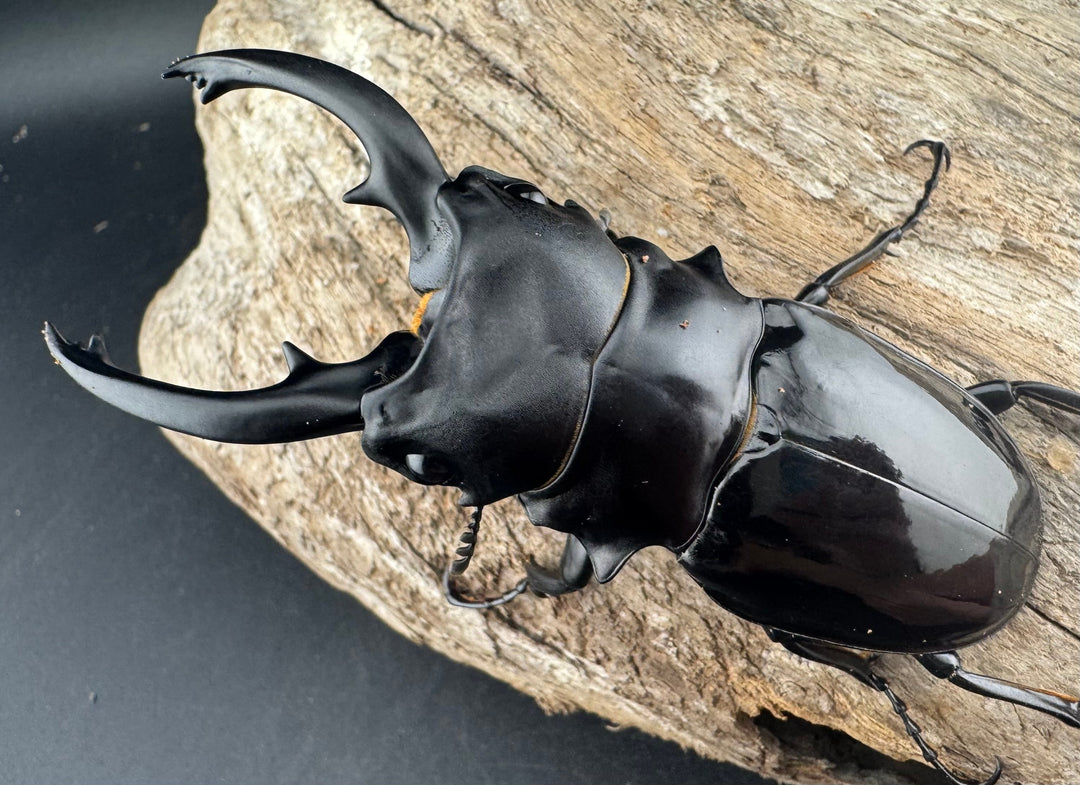 【WD】《ルディカツヤクワガタ 82mm ペア》