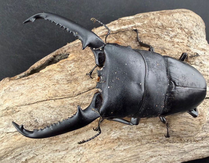 【WD】《パラワンオオヒラタ ガントン産 98mm ペア》