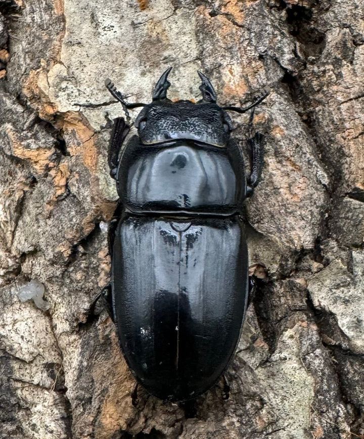 【WF3】《サキシマヒラタクワガタ 73mm ♂♀♀トリオ》