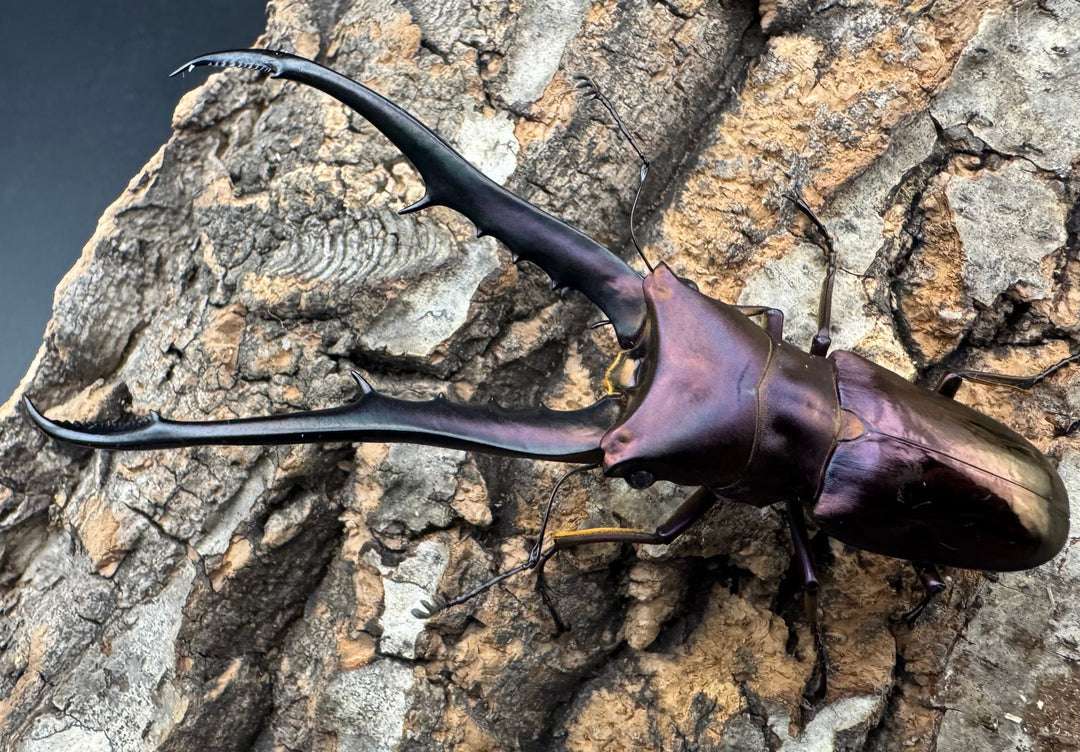 【美麗】《メタリフェルホソアカ 82mm ペア》セルヴォラン氏ブリード個体