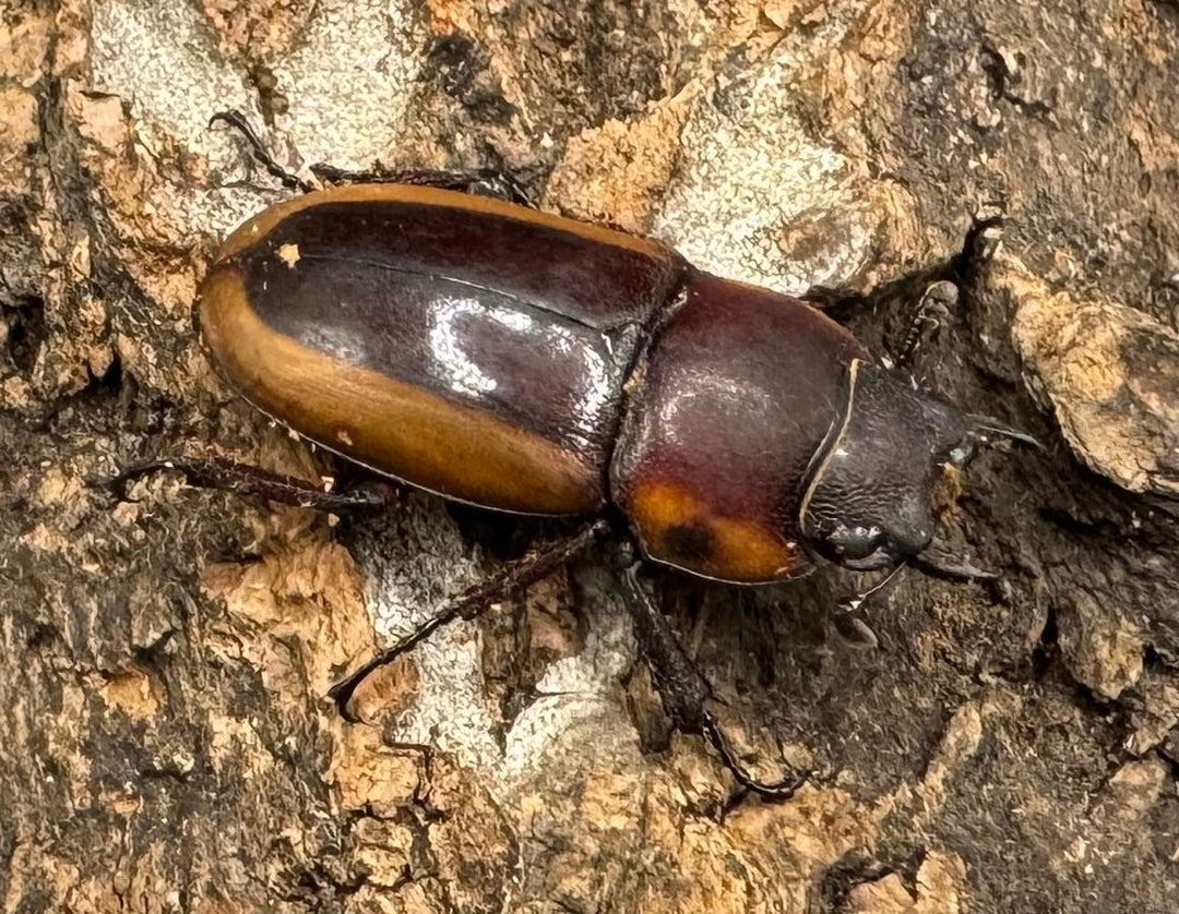 【WD】《ラテラリスノコギリ亜種アダチ 43mm ペア》