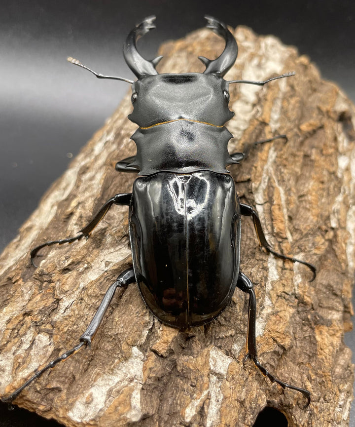 【WD】大型大歯《インターメディアツヤクワガタ 90mmUP ペア》