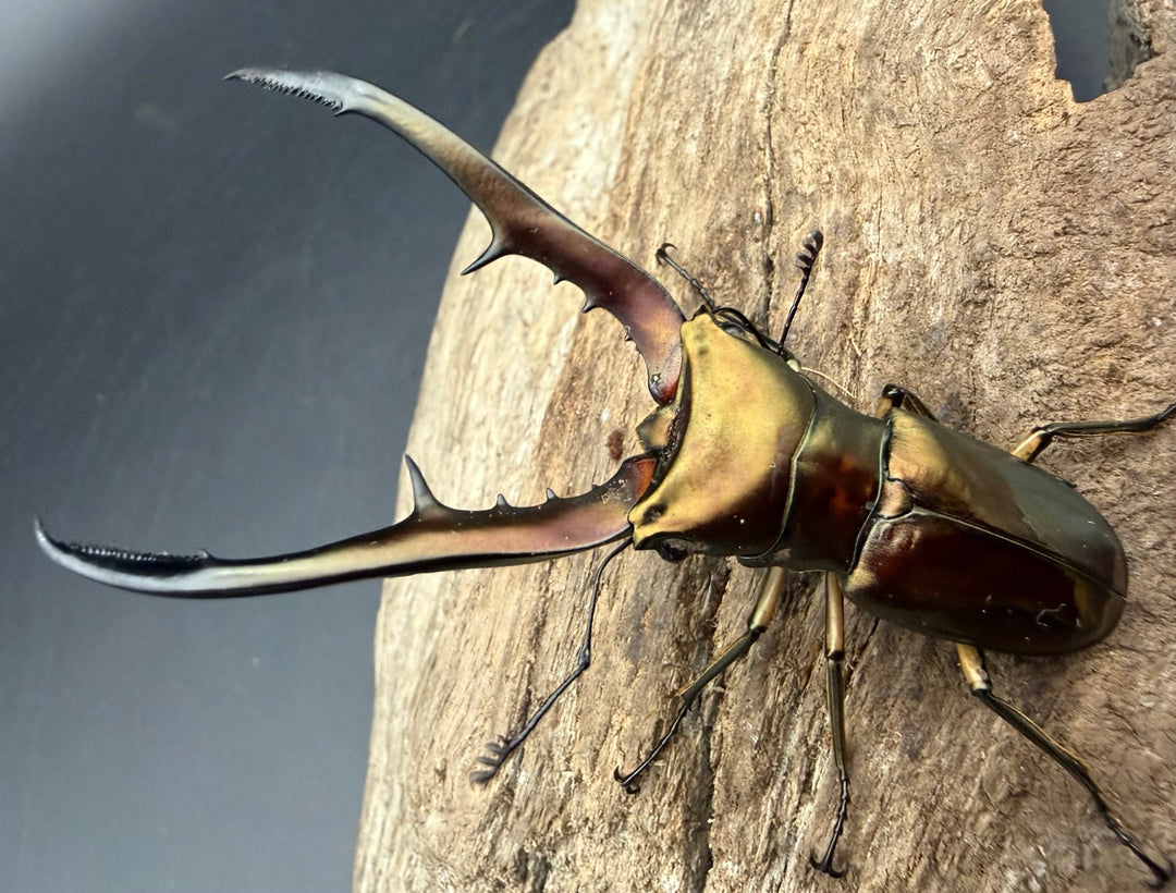 《メタリフェルホソアカ亜種サンギレンシス 70.5mm ペア》