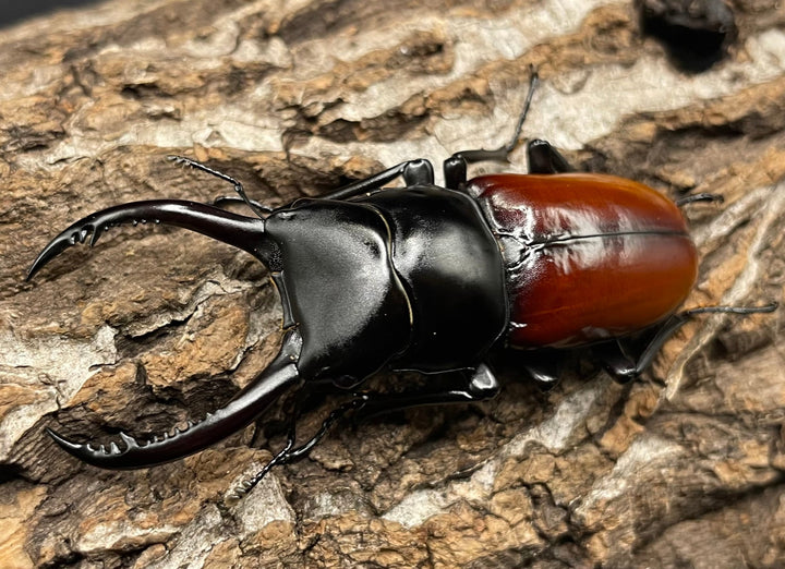 《アローコクワ亜種リエン 64mm ♂♀♀トリオ》