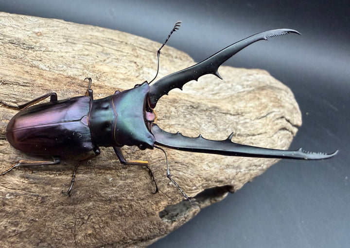 《メタリフェルホソアカ亜種フィナエ パープル系 78.5mm ペア》