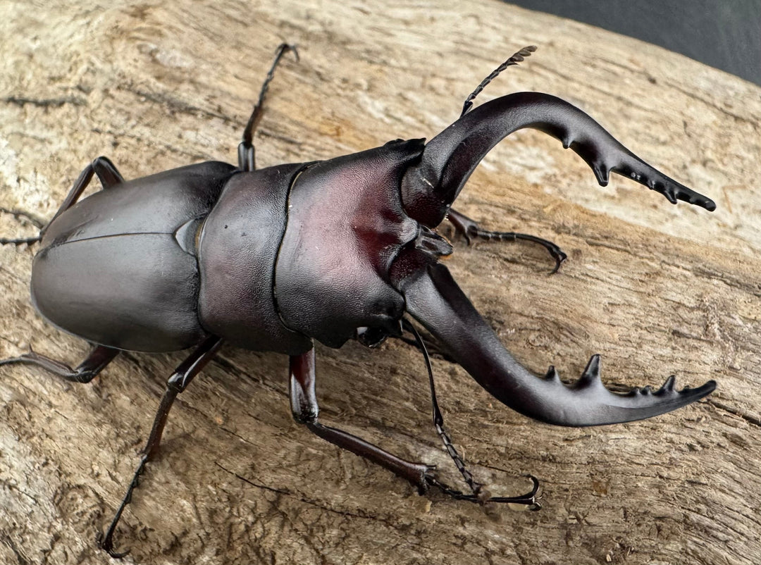 【WD】《ノコギリクワガタ 伊豆大島産 63mm ペア》