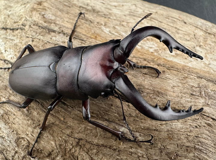 【WD】《ノコギリクワガタ 伊豆大島産 63mm ペア》