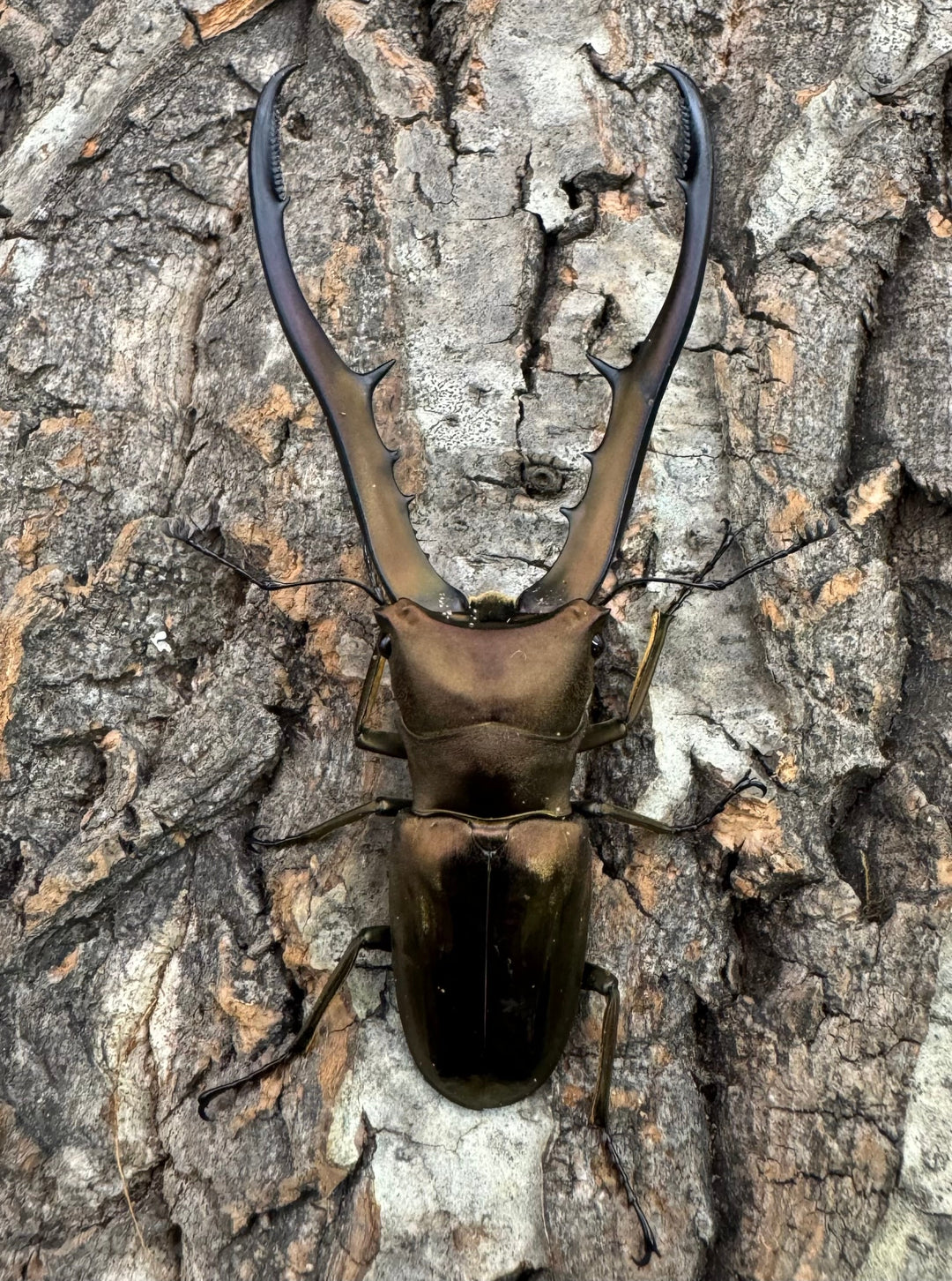 【WD】《メタリフェルホソアカ 77mm ペア》