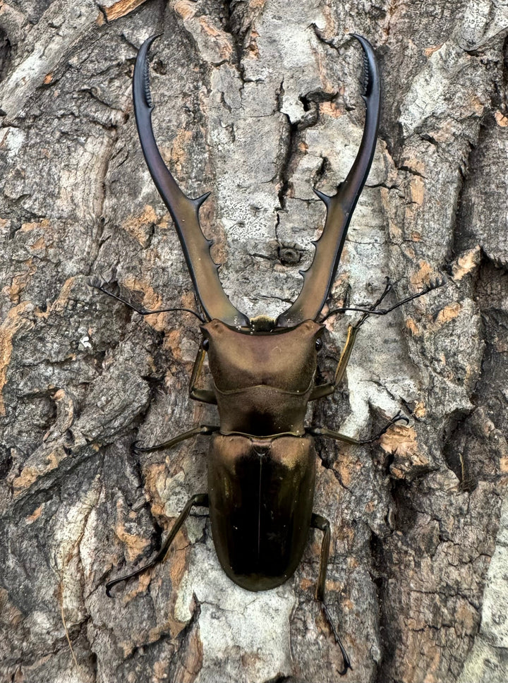 【WD】《メタリフェルホソアカ 77mm ペア》