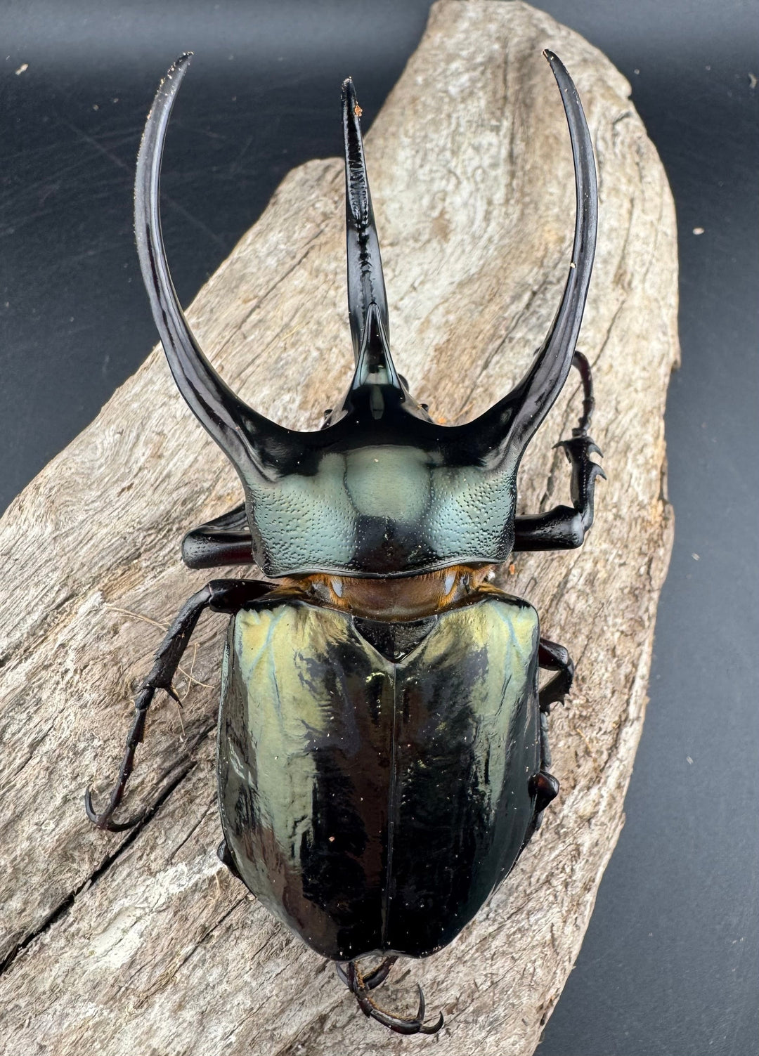 【WD】《ミンダナオアトラスオオカブト マラグサン産 97mm ペア》