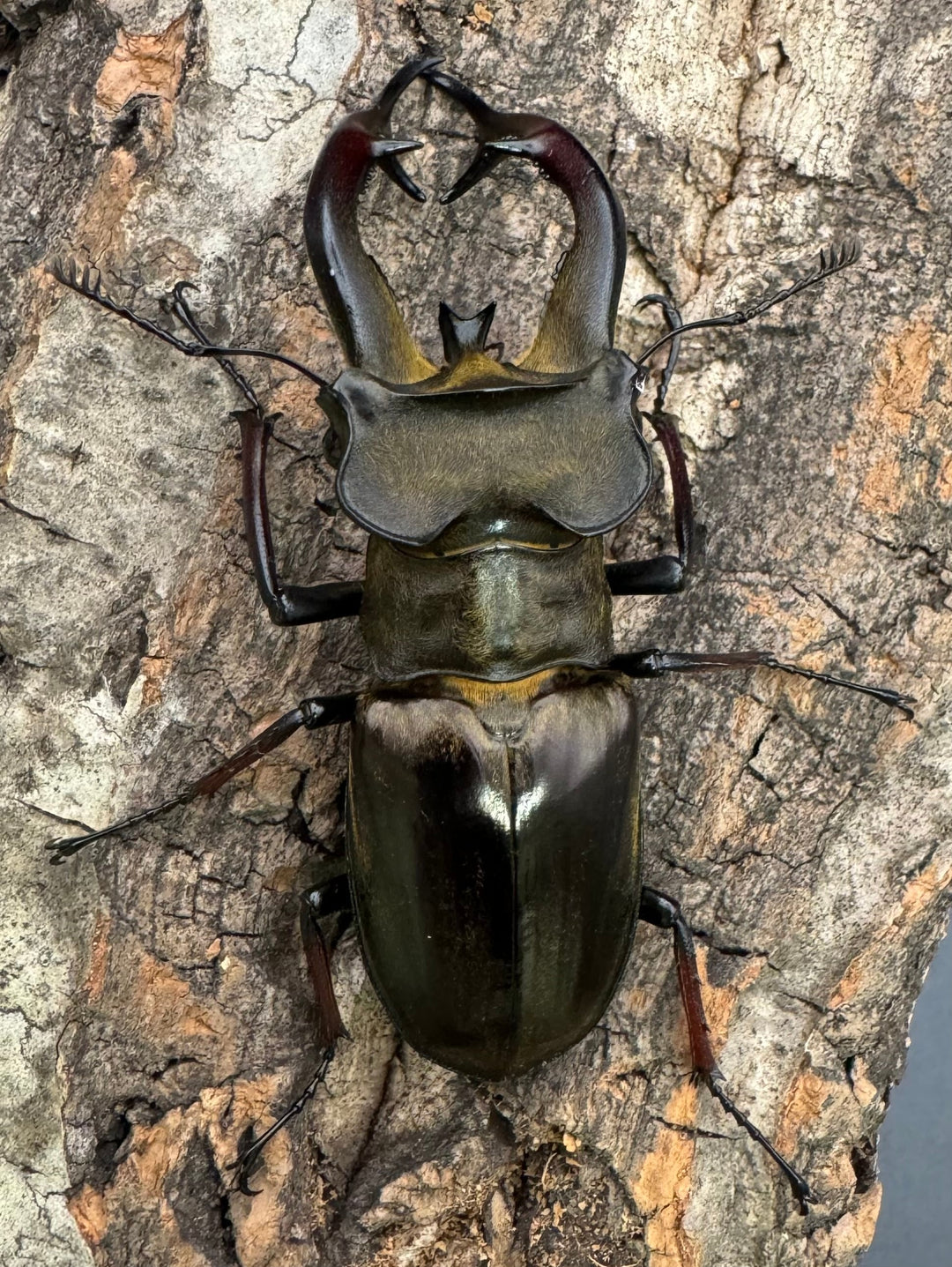 【WD】《チェンミヤマ シガツェ産 72.5mm A'品ペア》