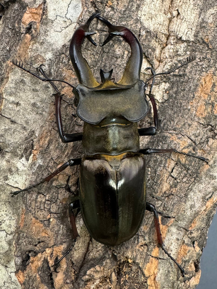 【WD】《チェンミヤマ シガツェ産 72.5mm A'品ペア》