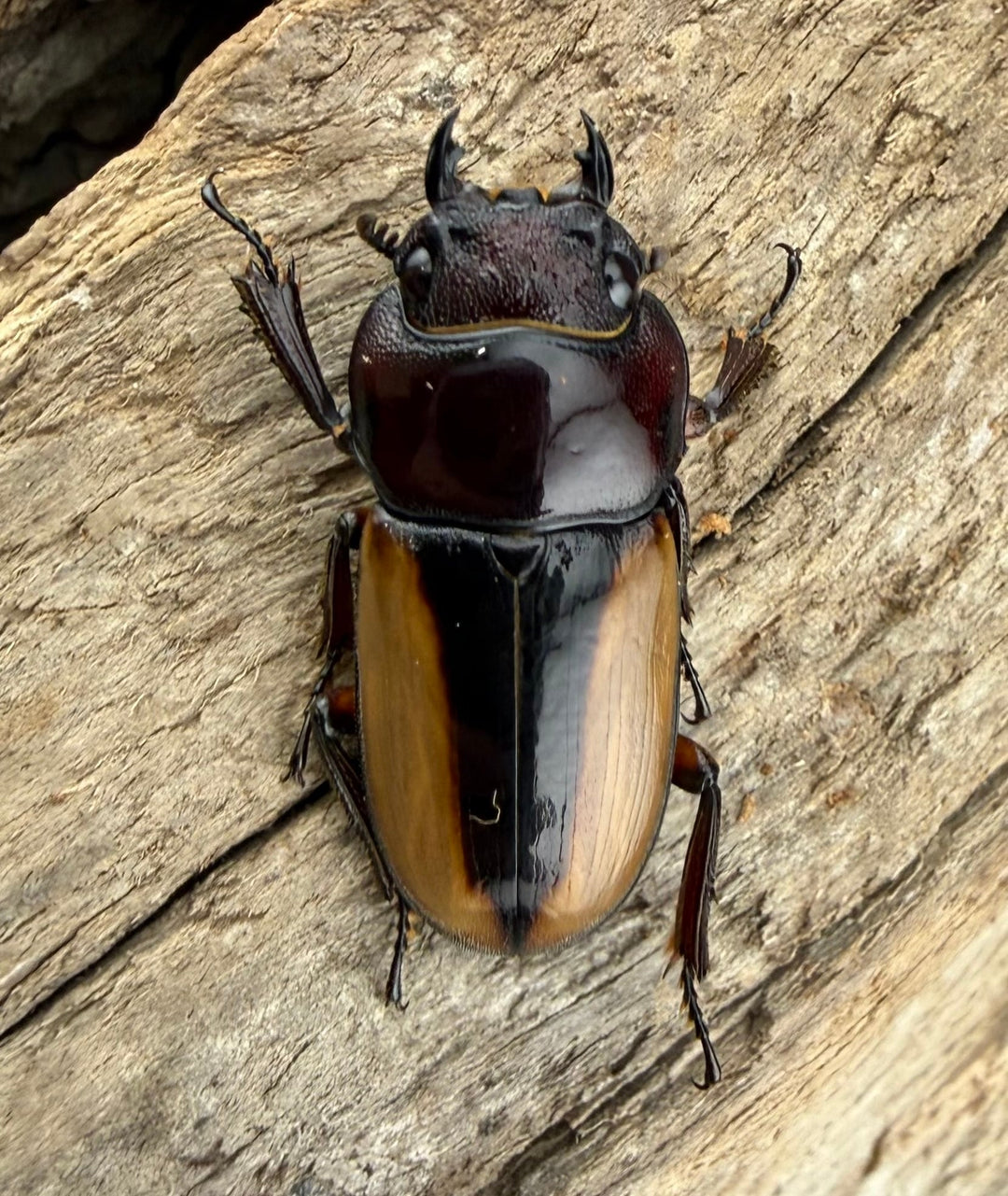 【WF4】《ブルイジンノコギリ原名亜種 50.5mm ペア》