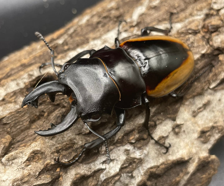【WD】《クベラツヤクワガタ亜種fallaciosa 64mm ♂♀♀トリオ》