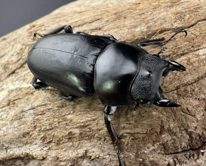 【WD】《ネパレンシス ssp. メトク産 45.5mm ♀単》