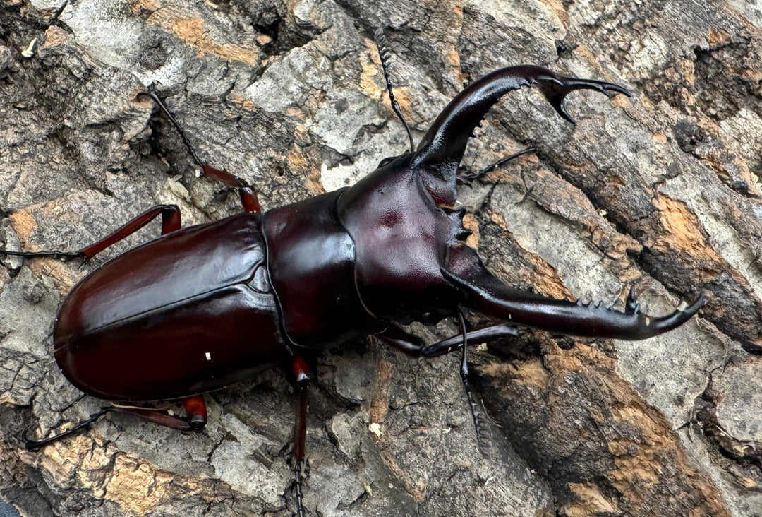 《フォルスターフタマタ亜種ニシ 77mm ペア》Moro氏ブリード個体