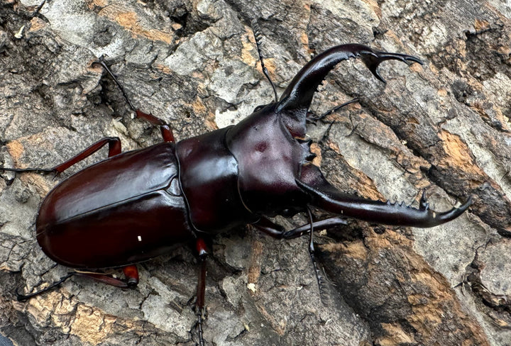 《フォルスターフタマタ亜種ニシ 77mm ペア》Moro氏ブリード個体