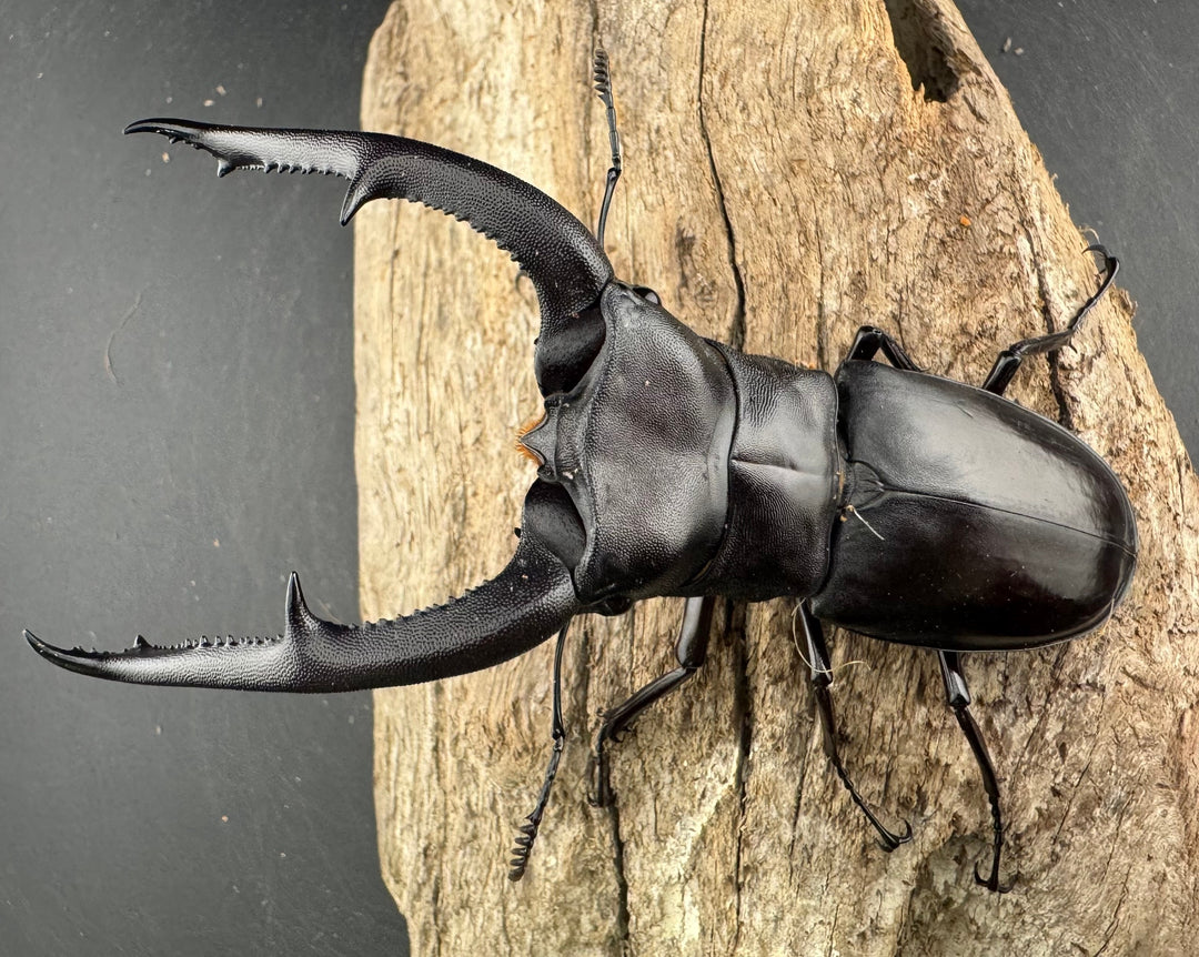 【WD】《マンディブラリスフタマタ 105.5mm ペア》