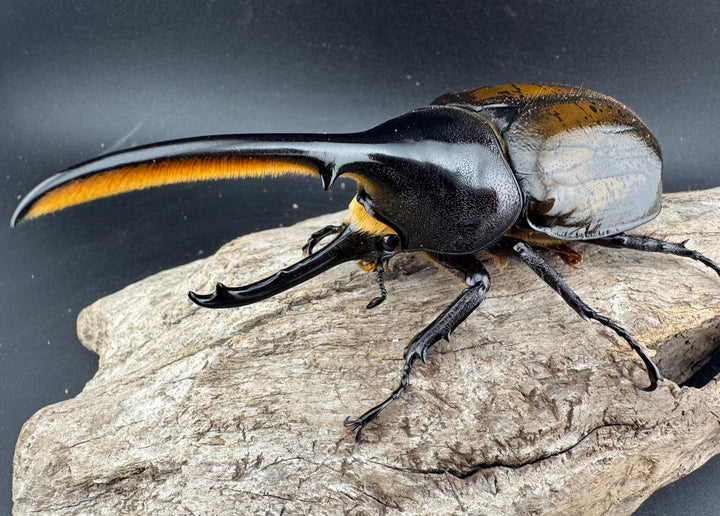 《 ヘラクレス・モリシマイ 煌血統アウトライン 110mm ペア》inohiro109氏ブリード個体