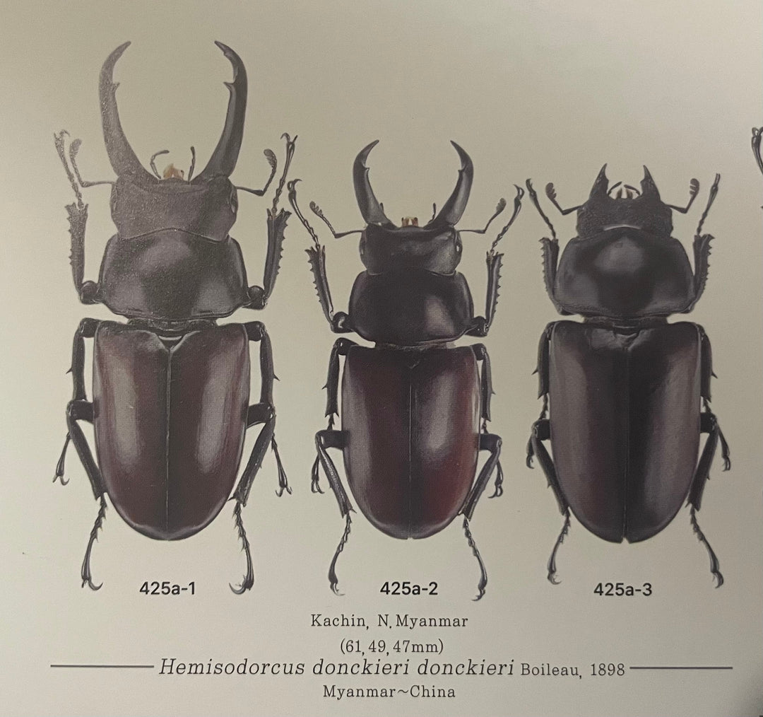 【WD】《雲南産ドンキエルコクワ原名亜種 76mm ♂単》