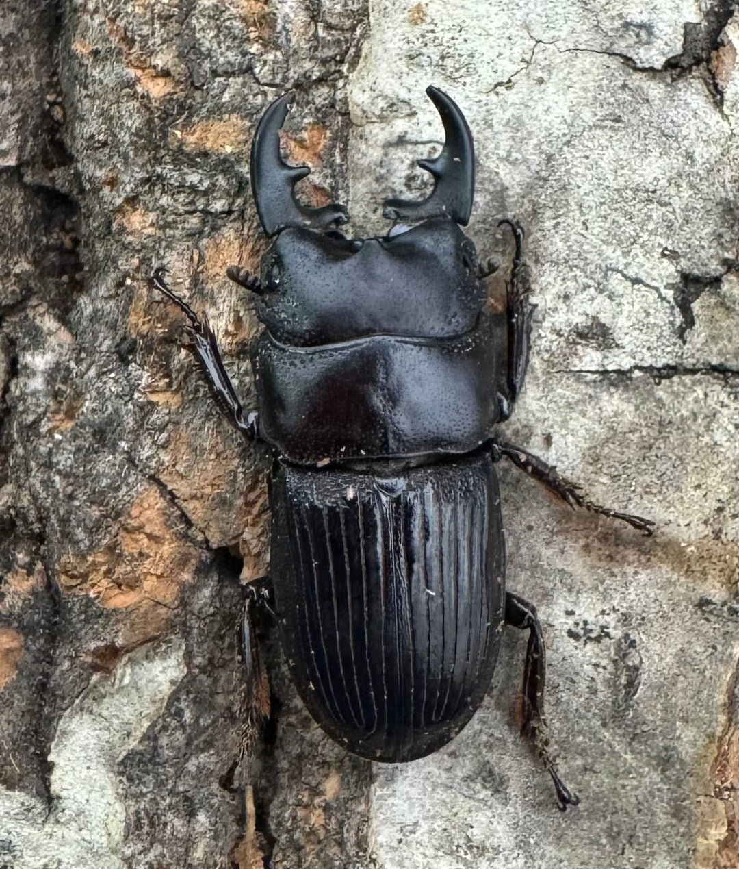 【WD】《フィリピンネブト原名亜種 24mm ペア》