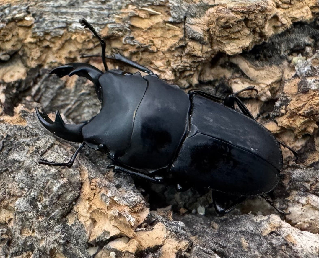 【WF2】《メタドルクス ロトゥンダトゥス ペア＋♂1頭おまけ》