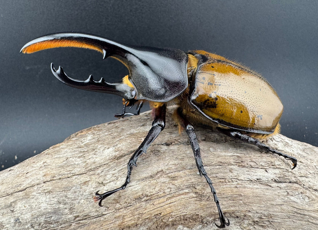 《 ヘラクレス・モリシマイ 煌血統/煌血統アウトライン 100mm ペア》inohiro109氏ブリード個体