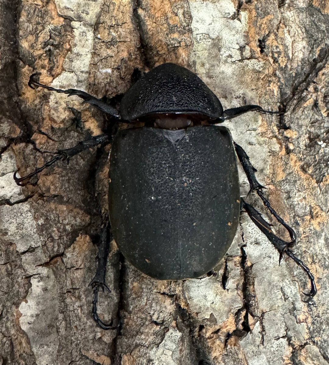 【WD】《ミンダナオアトラスオオカブト 97mm ペア》