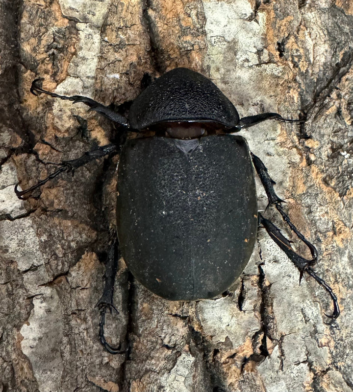 【WD】《ミンダナオアトラスオオカブト 97mm ペア》