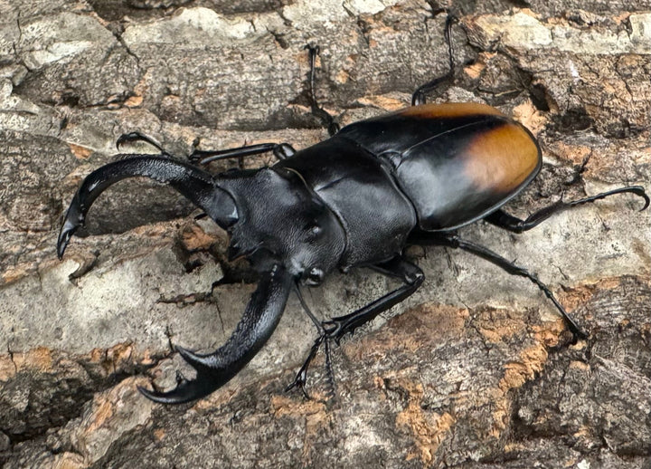 【WD】《セアカフタマタ（パリーフタマタ） 70mm ペア》