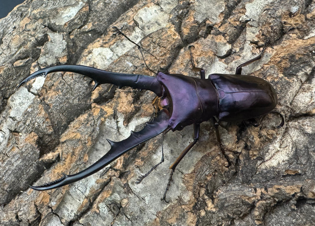 【美麗】《メタリフェルホソアカ 75mm ペア》わたくわ氏ブリード個体