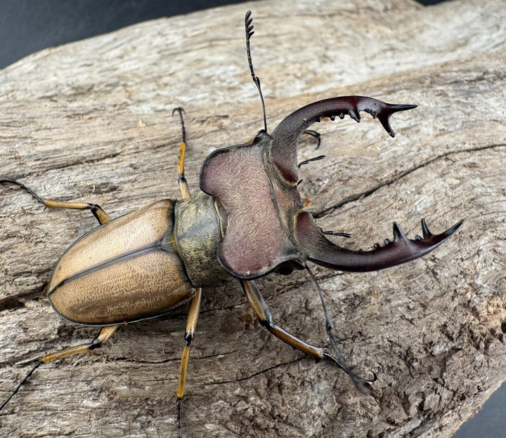 【WD】《デラバイミヤマクワガタ 48.5mm ペア》