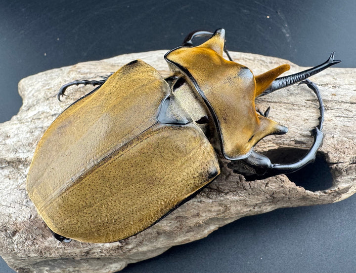 即ブリ《エレファスゾウカブト 114mm B品ペア》