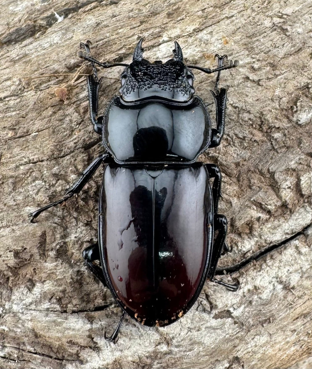 【WD】《オーベルチュールクロツヤシカ 44mm ペア》