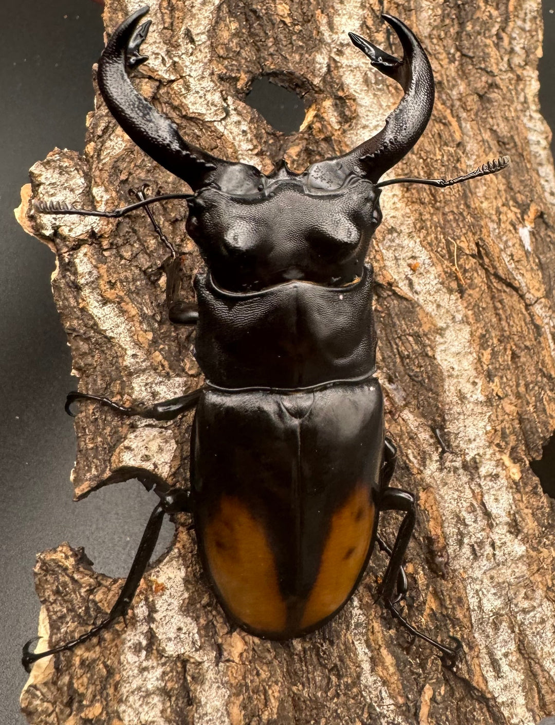 【WD】《セアカフタマタ（パリーフタマタ） 80.5mm ペア》