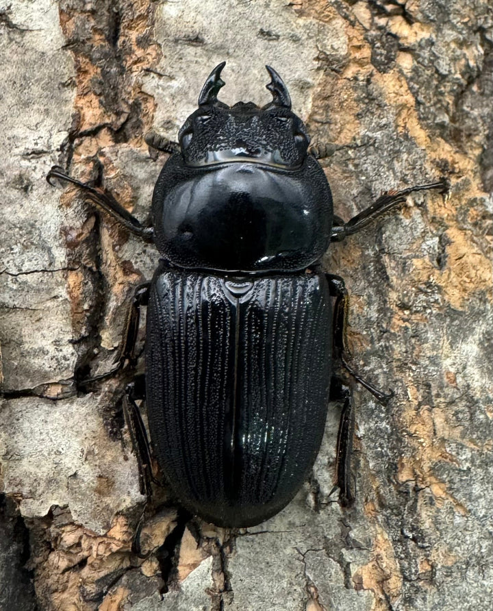 【WD】《ミンダナオパリーオオクワ 43mm ペア》