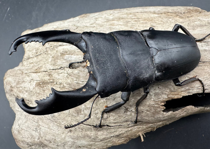 【WD】《西ペレンヒラタ（スラウェシオオヒラタ） 92.5mm ペア》