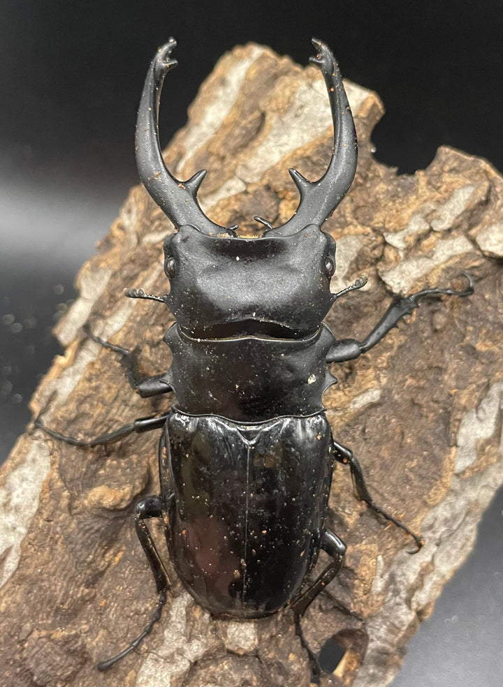 【WD】大型大歯《インターメディアツヤクワガタ 92mm A’品ペア》