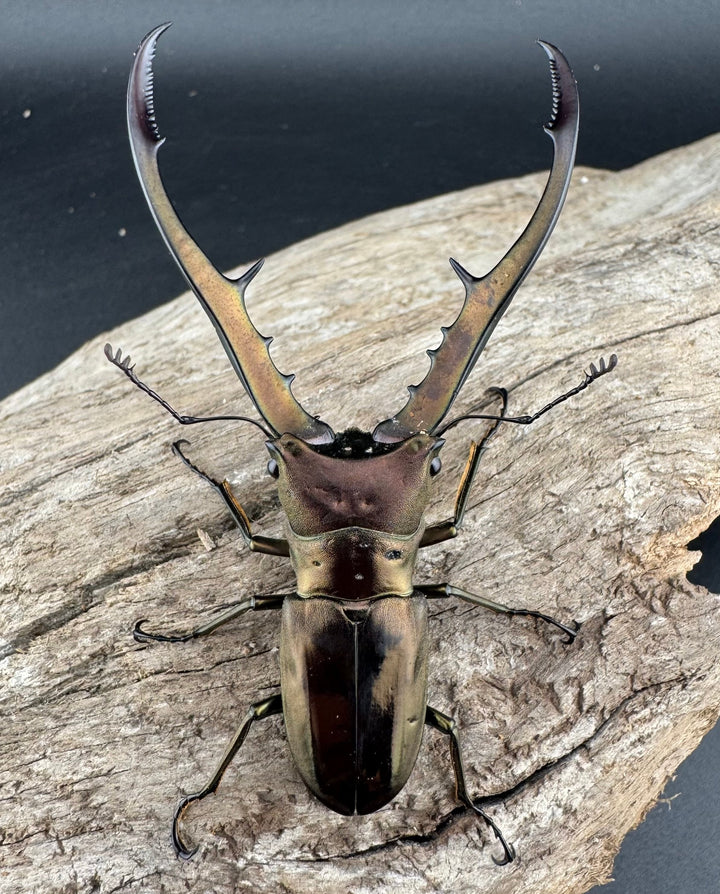 【WD】《メタリフェルホソアカ亜種finae 70mm ペア》