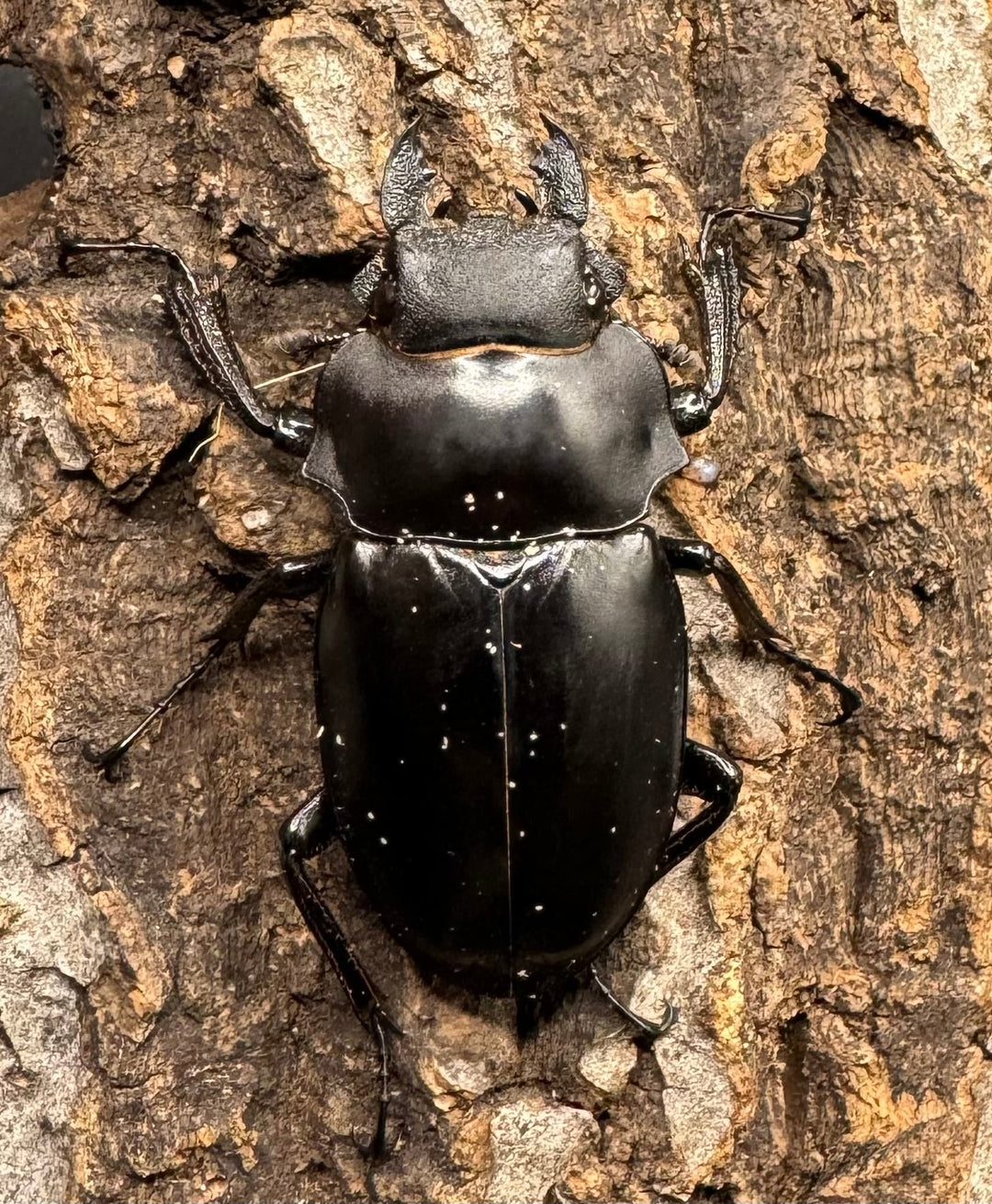 【WD】《アルケスツヤクワガタ 73mm ペア》