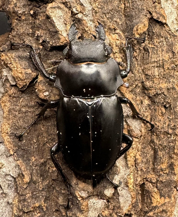 【WD】《アルケスツヤクワガタ 73mm ペア》