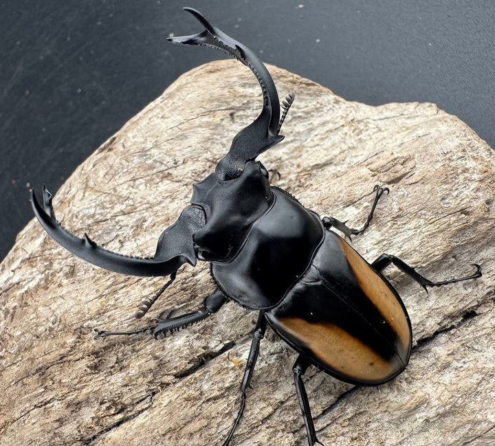 【WD】大型《ボイレアウシカ 60mm ペア》