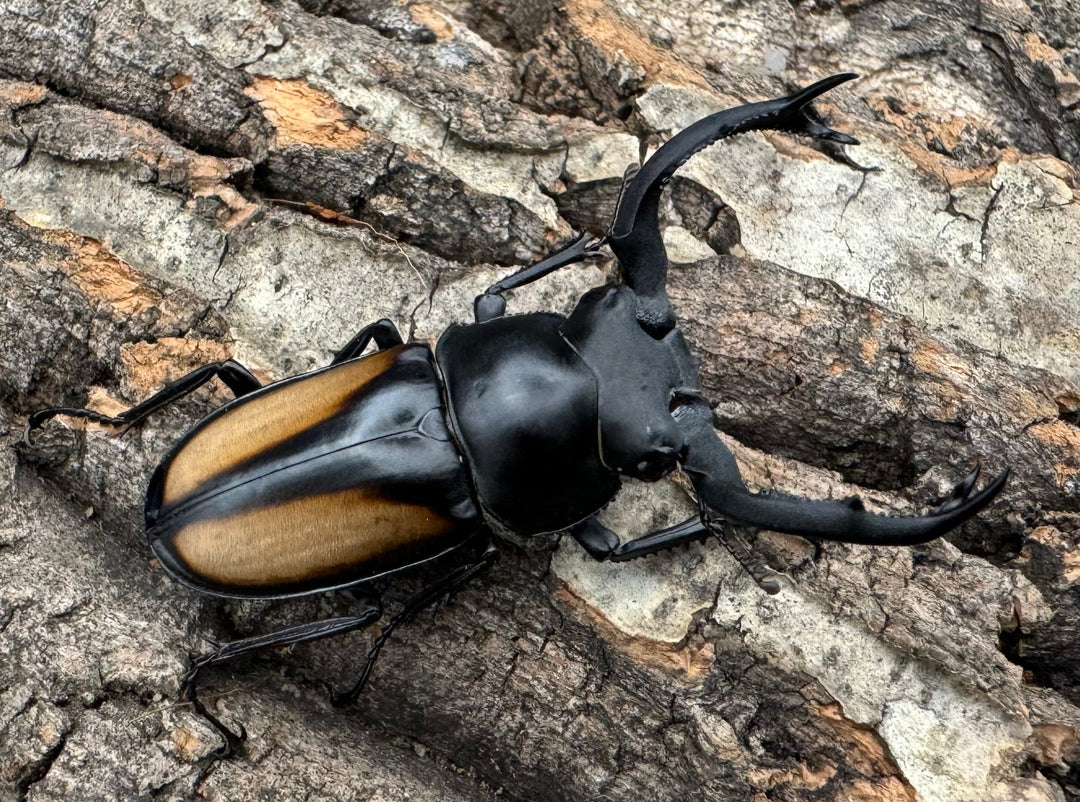 【WD】《ボイレアウシカ 52mm ペア》