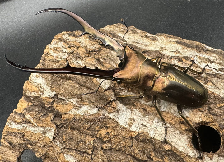 【WD】《メタリフェルホソアカ 89mm ペア》