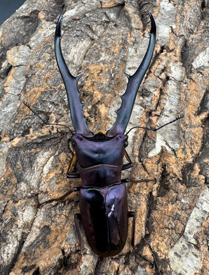 【美麗】《メタリフェルホソアカ 84mm ペア》わたくわ氏ブリード個体